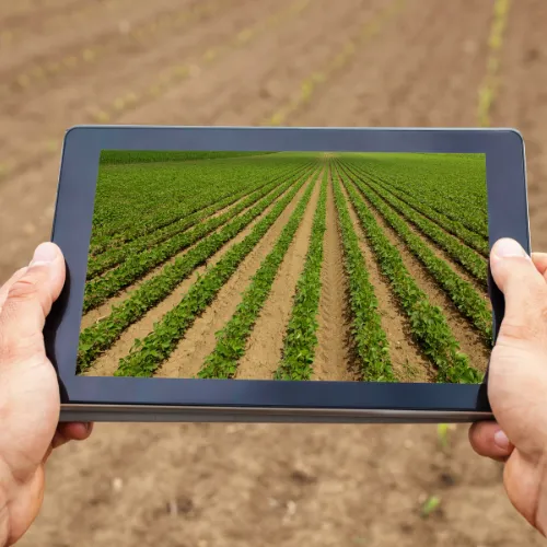Farmer using tablet